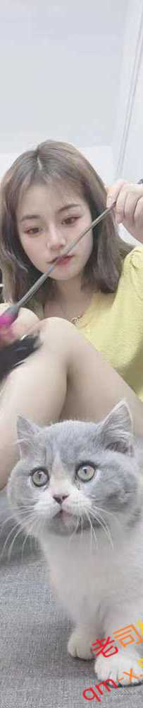 黄埔夜猫（小可爱）